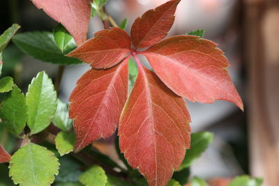 Close-up of leaves on plant