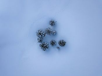 Tree on snow covered land against clear blue sky