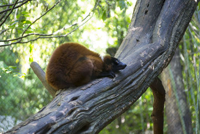 Low angle view of cat sitting on tree trunk