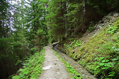 Road amidst trees in forest