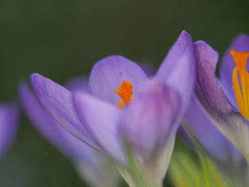 Close-up of purple crocus flower