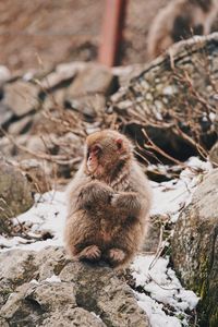 Monkey sitting on rock