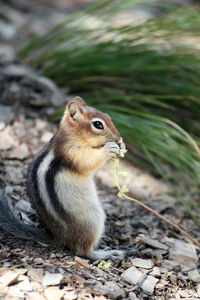 Close-up of squirrel eating plant