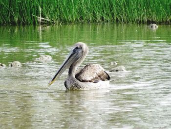 Birds in calm lake