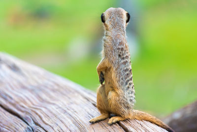 Close-up of a lizard on wood