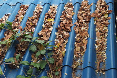 Full frame shot of corn