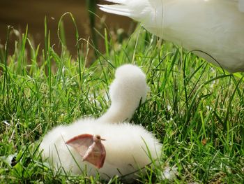 Close-up of white bird on field