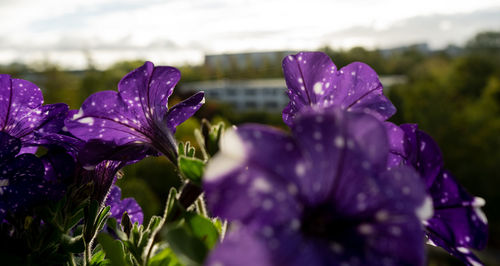 Close-up of wet purple flowering plant