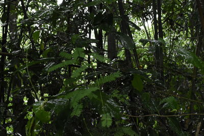 Low angle view of trees in forest