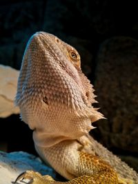 Close-up of lizard