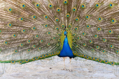 Close-up of peacock