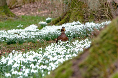 Close-up of bird perching on ground