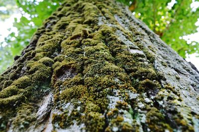 Low angle view of moss on tree trunk