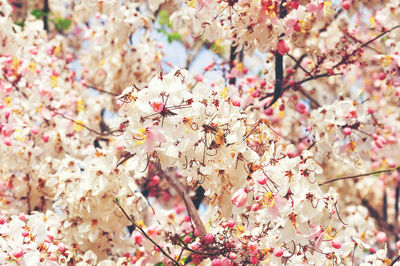 Close-up of pink cherry blossoms in spring