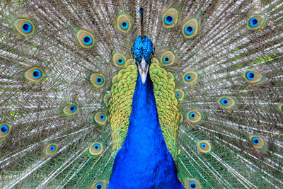 Close-up of peacock