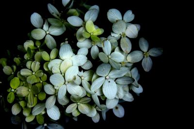 Close-up of flower over black background