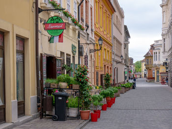Potted plants on street amidst buildings in city