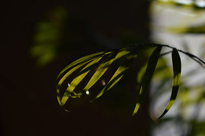 Close-up of fresh green plant