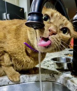 Close-up portrait of a cat drinking water