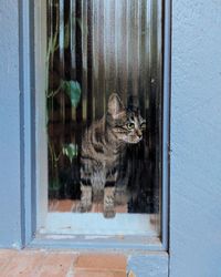 Portrait of cat seen through window