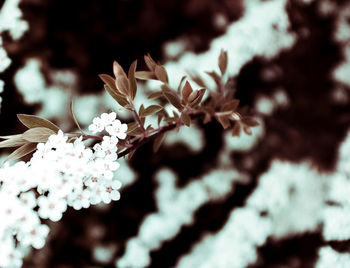 Close-up of white flowers