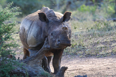 White rino, scratching it's neck against a log, in natural environment, mkuze game reserve. 