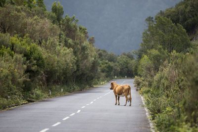 View of a horse on road