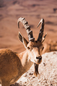 Portrait of deer on field