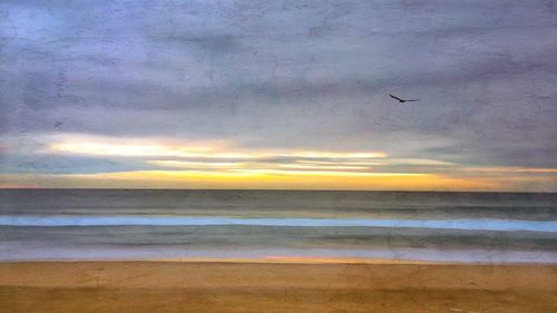 Silhouette of bird flying over sea