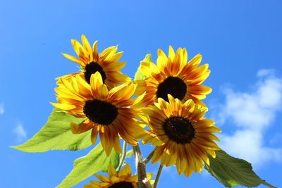 Low angle view of sunflower