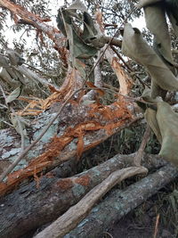 Close-up of tree trunk during winter