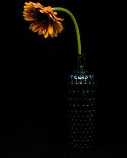 Close-up of flower vase against black background