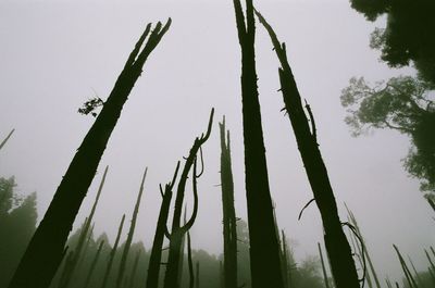 Low angle view of trees against sky