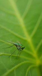 Close-up of insect on leaf