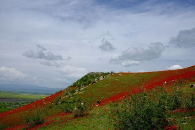 Scenic view of field against sky