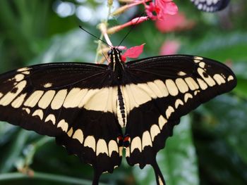 Close-up of butterfly perching on leaf