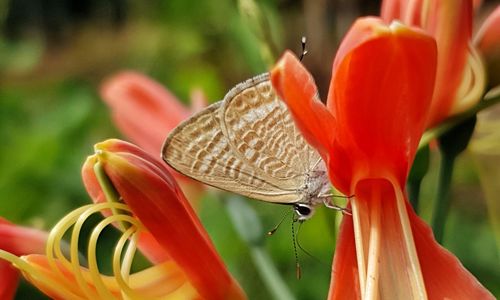 Close-up of orange butterfly on red flower