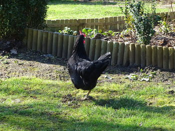 Bird on field