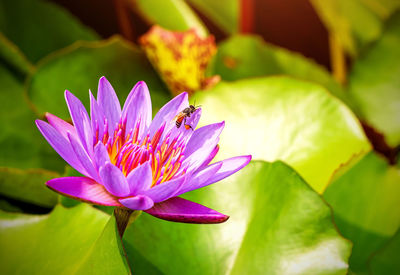 Close-up of lotus water lily in pond