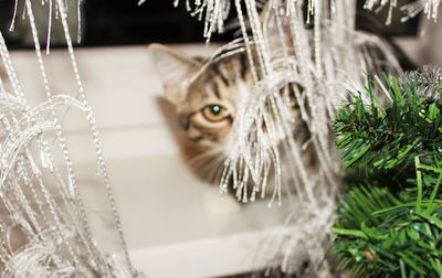 Close-up portrait of cat