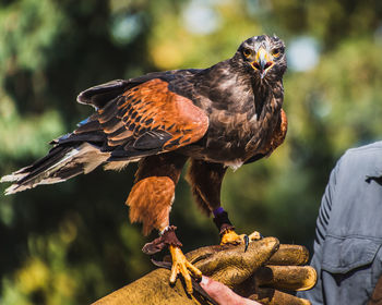 Close-up of owl perching on man