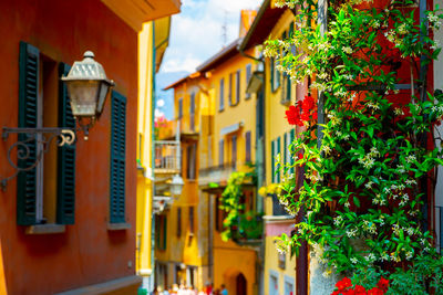 Multi colored buildings by plants outside house