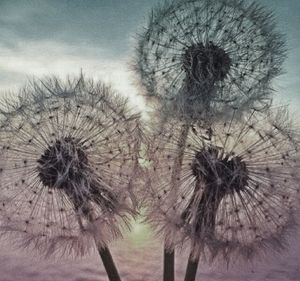 Close-up of thistle against sky