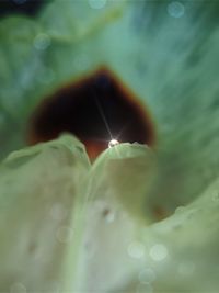 Close-up of plant against blurred background