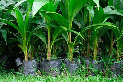 Close-up of plants growing on field