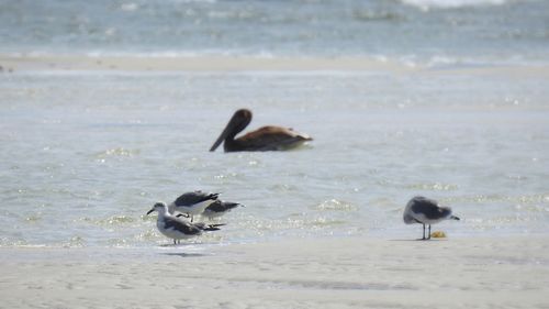 View of birds on beach
