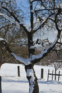 Bare tree on snow covered landscape