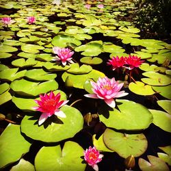 Close-up of lotus water lily in pond