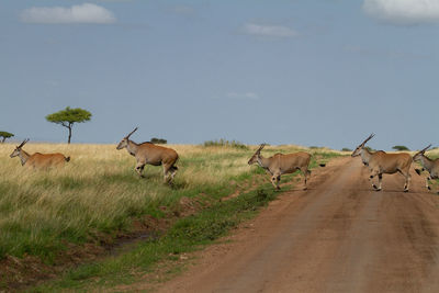 Elands on the plains of kenya