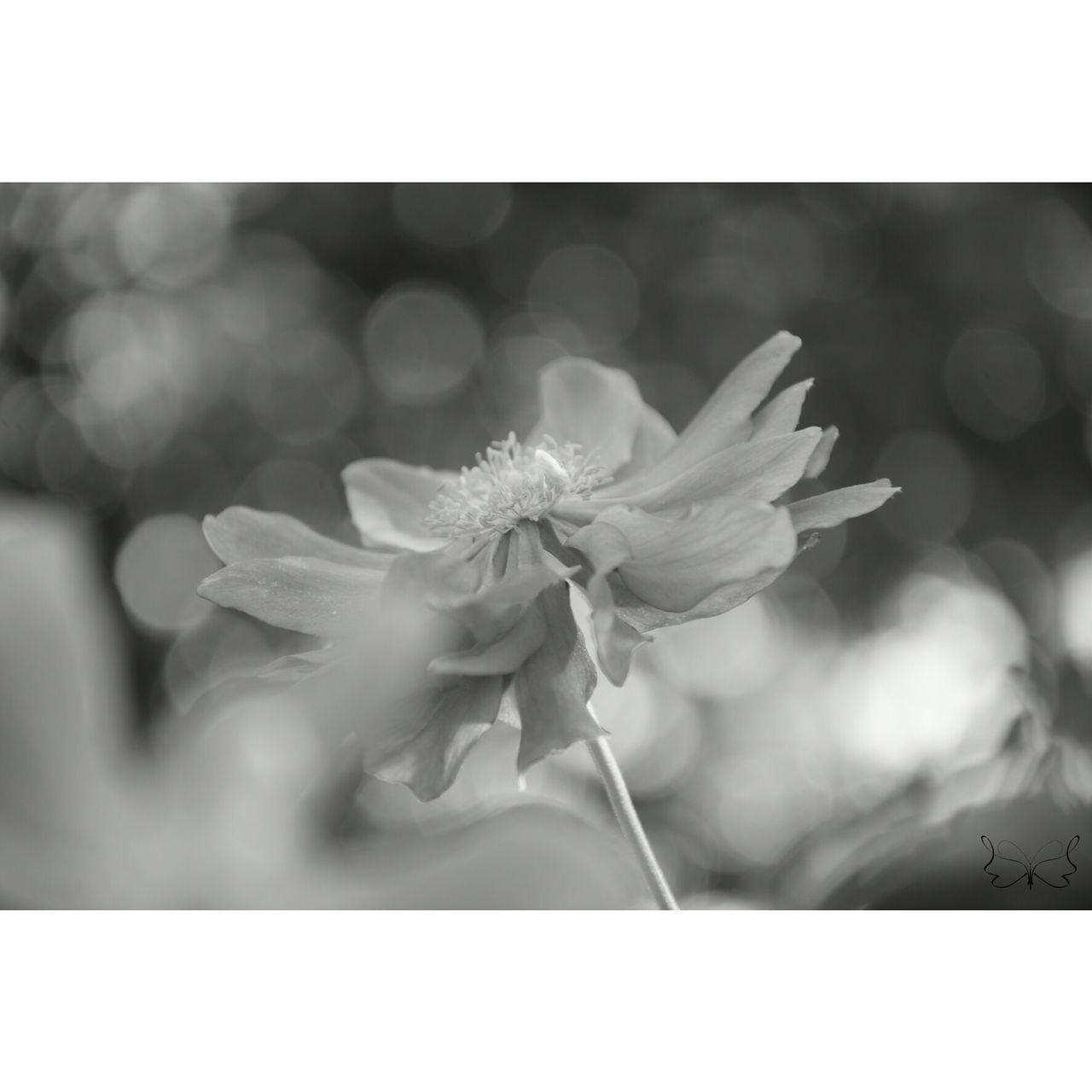 flower, nature, beauty in nature, beauty, growth, close-up, fragility, freshness, outdoors, flower head, day, no people